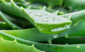 Aloe